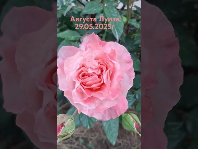 29.05.2025г. Роза Августа Луиза посадки осень 2022г.