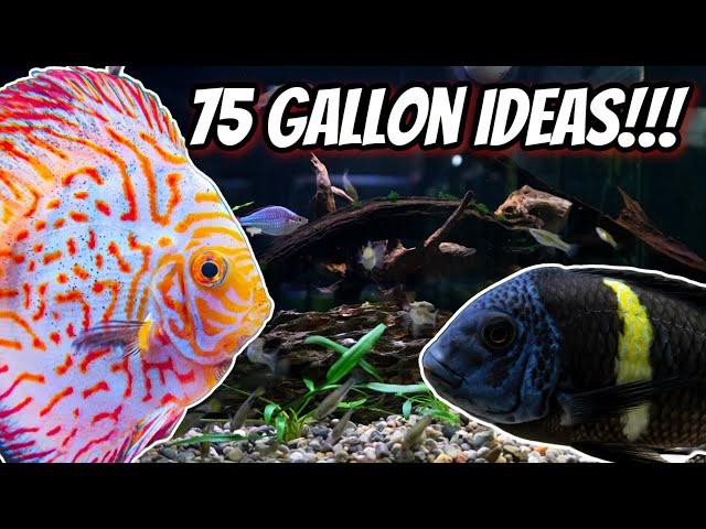 My 7 Favorite Ideas for your next 75 Gallon Aquarium