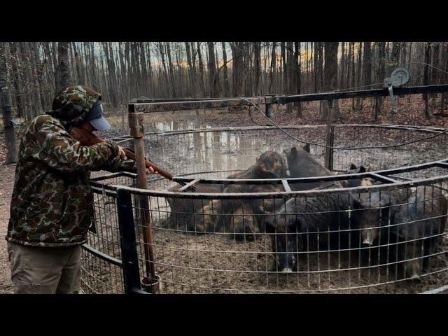 First catch of 2025. Trap full of GIANT wild hogs. Top 5 boar cutters.