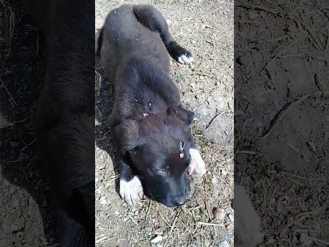 Black Stray puppy eating raw fish head | Mountain Village | Winters | Nature Buddies #shortsfeed #uk