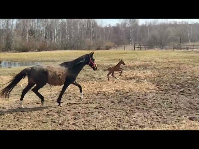 Javaghi Shael (Gadar Shael - Jamilya), 3-day-old akhalteke filly