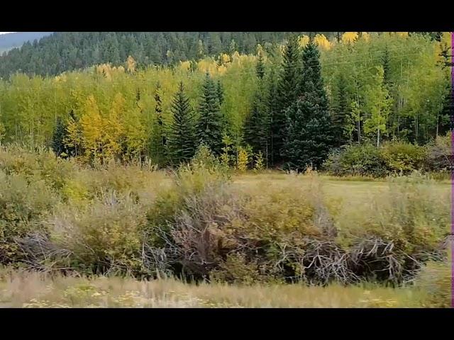 Fall leaf color/First week of fall/#roadtrippinUSA/Kenosha Pass Road Colorado