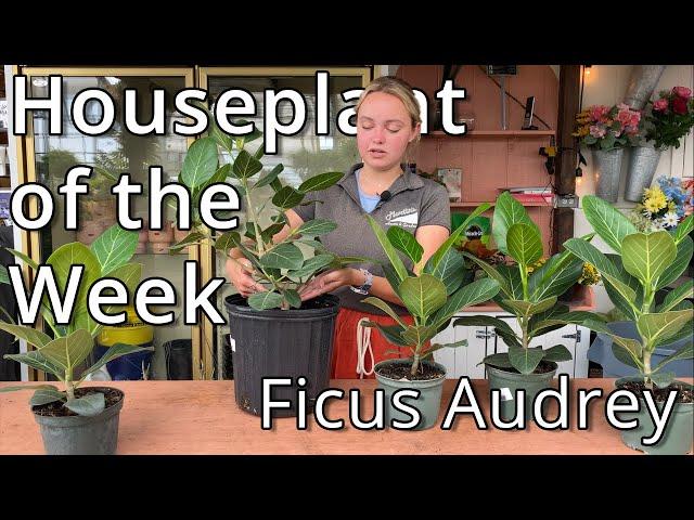 Ficus Audrey - Houseplant of the Week