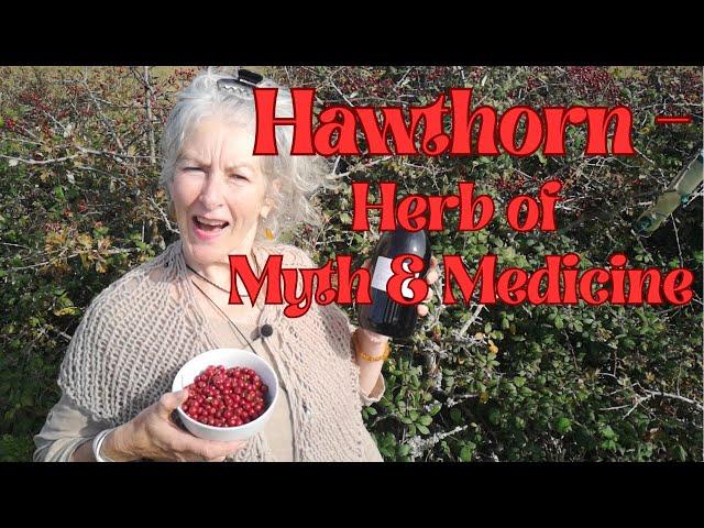 Hawthorn - Herb of Myth and Medicine