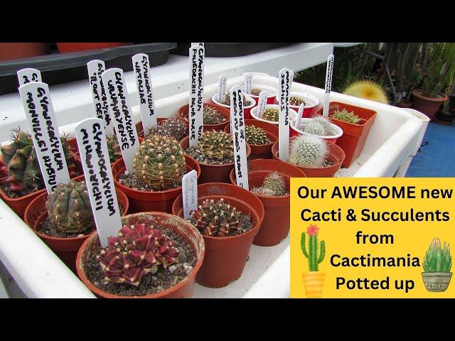 Our AWESOME new Cacti & Succulents from @Cactimania Potted up #cactus #cacti #succulents