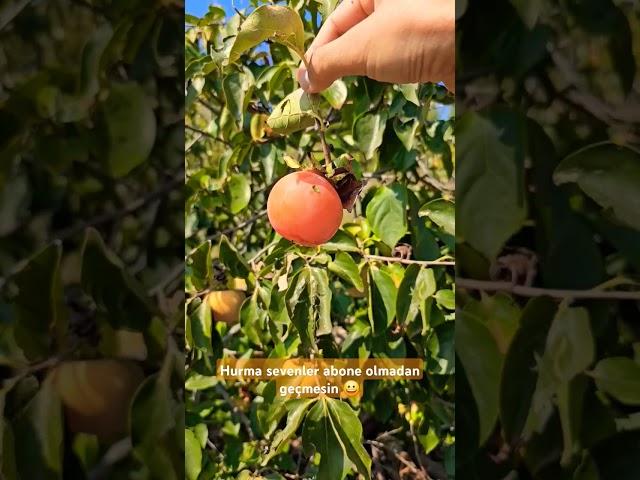 Hurma #date #asmr #asmrsounds #tatlı #video #bee #fruit #world #türkiye #yemek