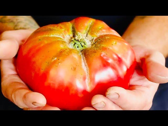 How To Grow Mouthwatering Tomatoes On The Homestead! Secrets Revealed! #gardening