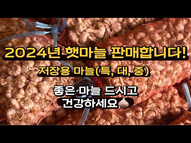 2024년도 햇 밭마늘 판매합니다 저장마늘 김장마늘