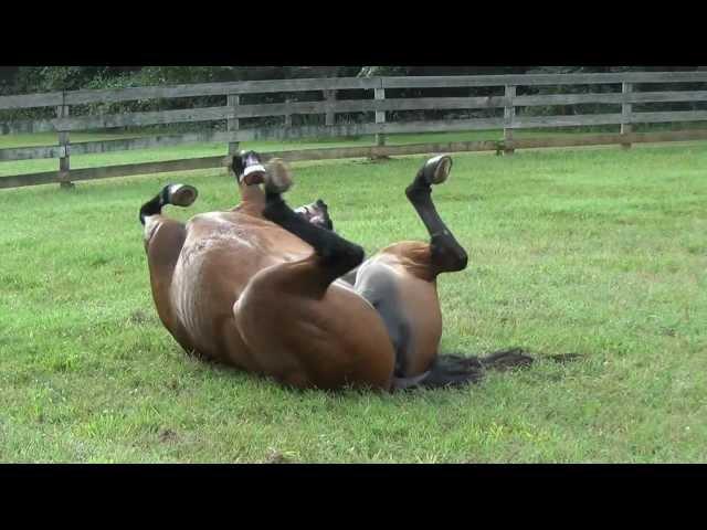 My happy horse, Lindy rolling in the grass