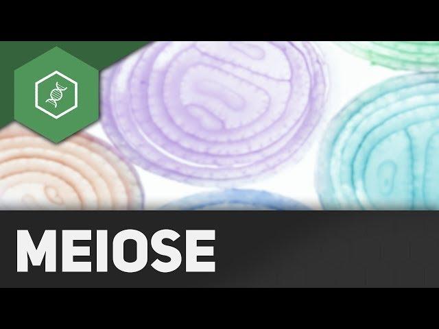 Meiose - REMAKE