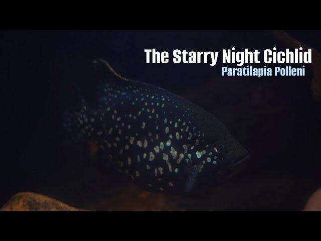 The Fish Dressed In Stars...Paratilapia Polleni