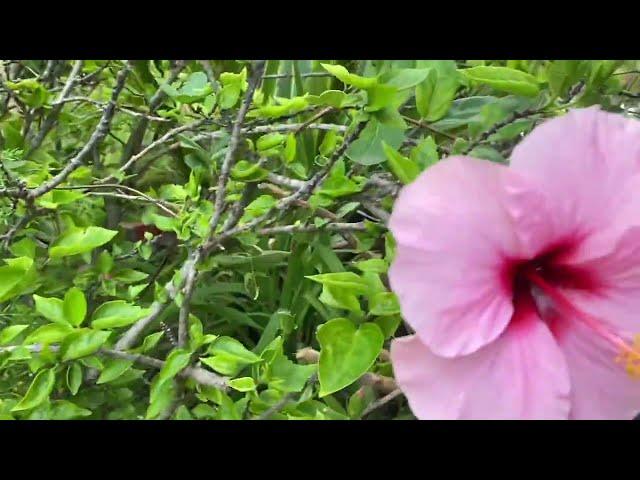 Planting Colorful Hibiscus In Southern California And Hibiscus Tea Health Benefits 