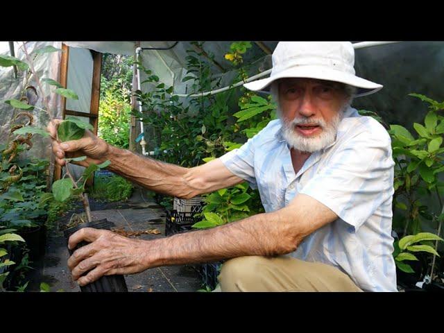 How to propagate trees by chip budding in late summer