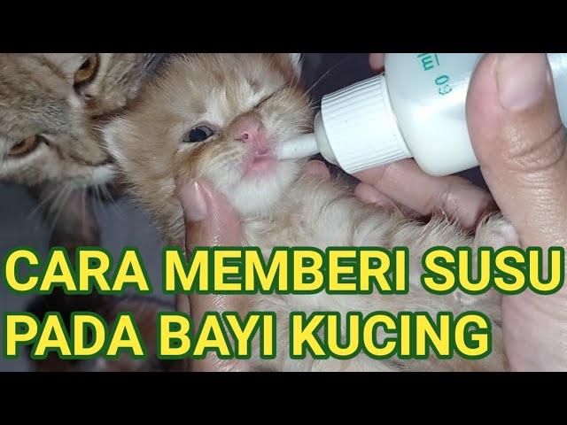 CARA MEMBERI SUSU PADA BAYI KUCING YANG BENAR