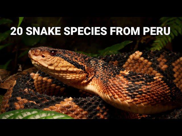 Snakes in Peru, 20 species from the Amazon and deserts, venomous bushmaster, anaconda and more