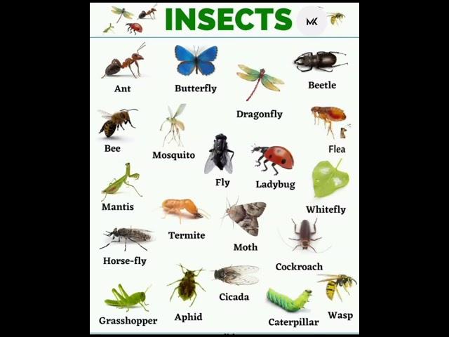 Insects Name In English #mk #shorts #education @learnwithmk5825