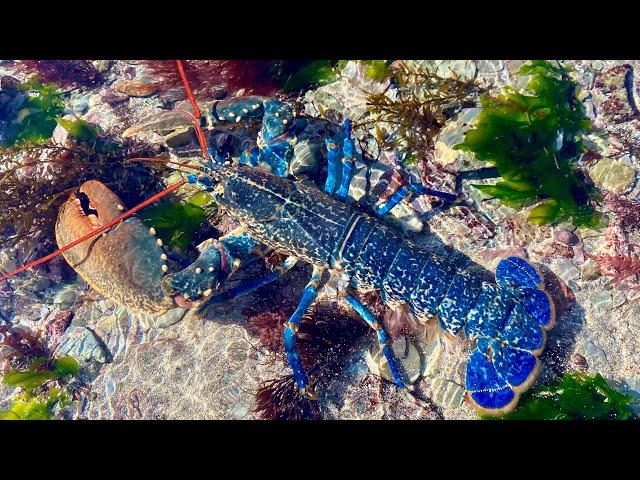 Coastal Foraging in Tidal Pools - Lobsters, Crabs and Sea Creatures in Rockpools | The Fish Locker