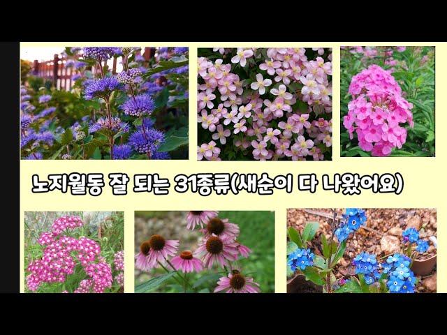 순둥순둥 노지월동 잘 되는 31종류(중부지방에서 직접 노지월동 된 아이들)