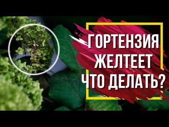 Почему Желтеет Гортензия   Проблемы с Гортензиями   Советы От Garden-zoo