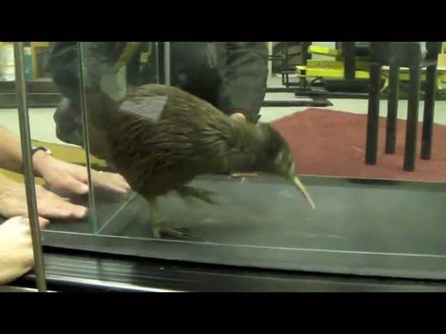 Kiwi on a Treadmill