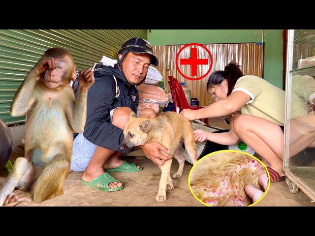 Dad & BiBi were worried and quickly took the puppy to the vet for a check-up