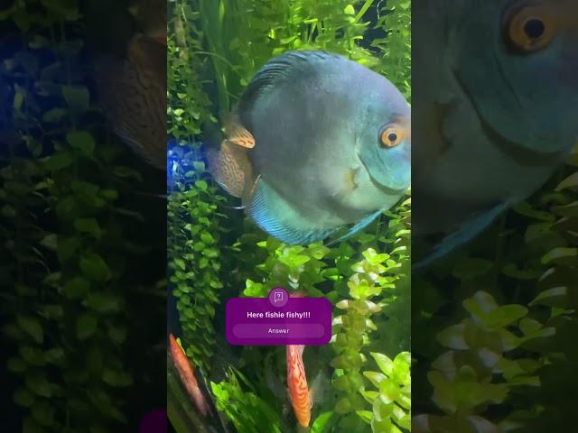 My lovely fish!! #song #music