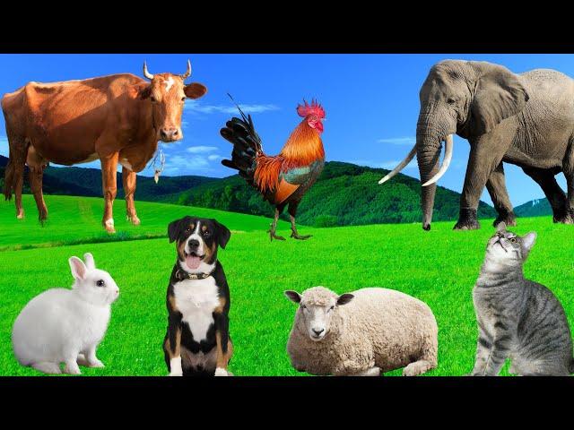 Lovely Animal Moments: Cow, Sheep, Dog, Cat, Chicken, Elephant - Animal Sounds