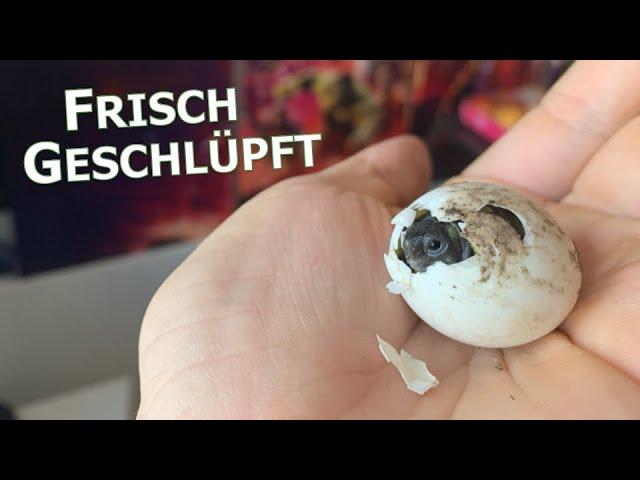 Meine Babyschildkröten schlüpfen! Eier der Griechischen Landschildkröte ausbrüten I Karnico