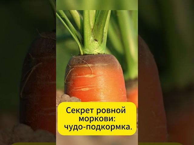 Одна ложка и морковь вырастет ровной и сладкой #огород #дача #морковь #подкормка