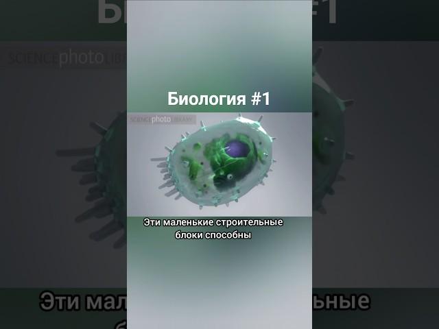 Биология за 360 секунд #Биология #наука #факты #научпоп #животные #Хамибин