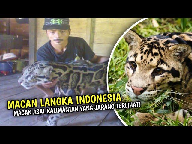 Mengenal Clouded Leopard, Macan Dahan Dari Hutan Kalimantan