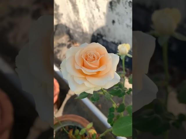Peach Avalanche Rose