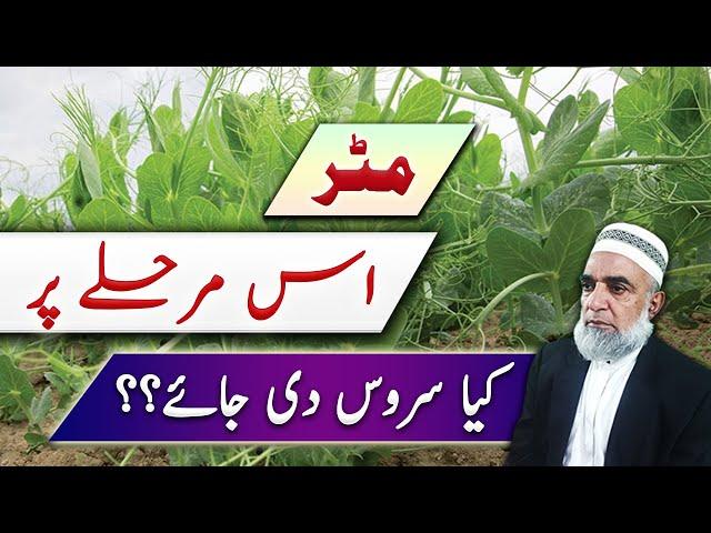 What service should be given to Peas at this stage || Crop Reformer