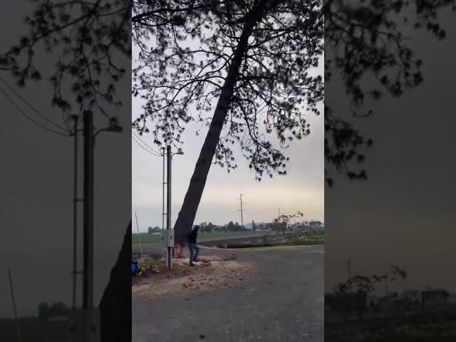 Tree removal￼￼
