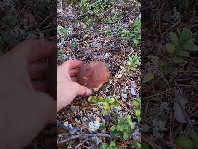 Mushroom picking in Swedish forests #boletusedulis #mushrooms #fungi