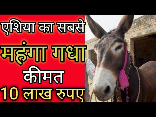 एशिया का सबसे महंगा गधा ।Facty banda।#short#youtubeshort#earthadventureinhindi