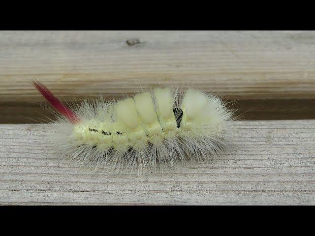 Pale Tussock - Calliteara pudibunda - Meriansborstel / 's Gravenvoeren - Belgium / 16-9-2018