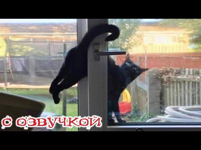 Funny Animal Videos 2024 - Funniest Dogs and Cats Videos #314