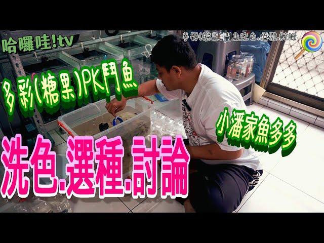 多彩糖果PK鬥魚洗色 選種 討論