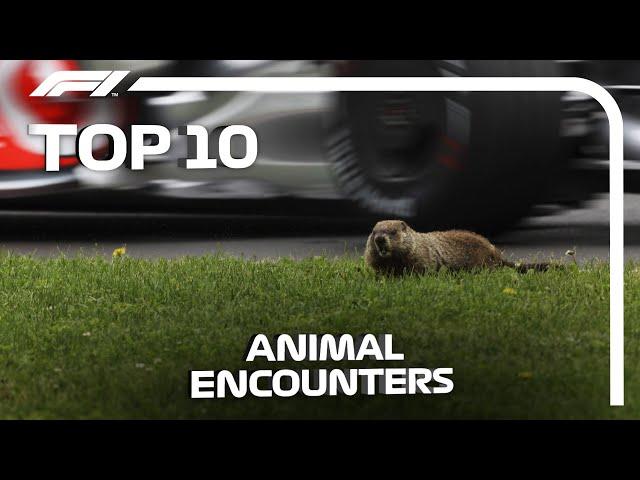 Top 10 Animal Encounters in F1