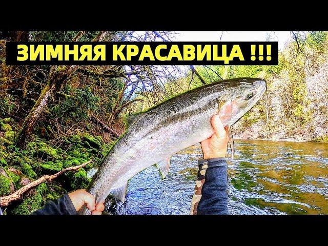 СТАЛЬНАЯ ГОЛОВА - ЧТО ЭТО ЗА РЫБА. РЫБАЛКА НА ЛОСОСЬ В США. WINTER STEELHEAD FISHING.