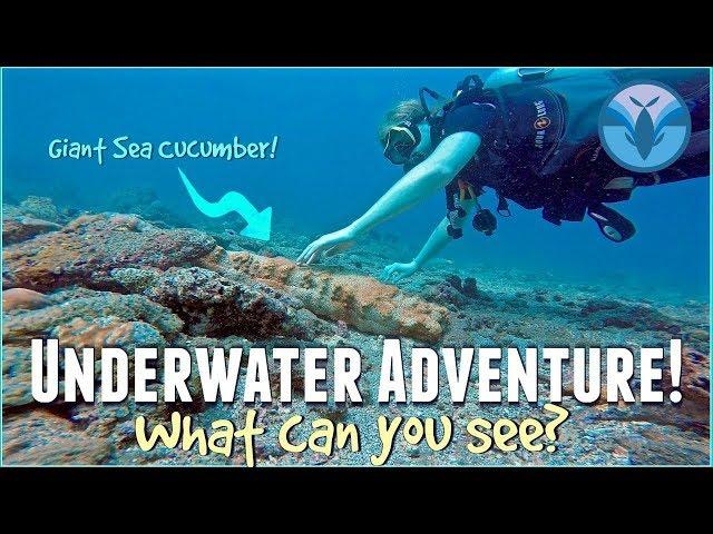 Underwater Adventure! What can YOU See? | Maddie Moate