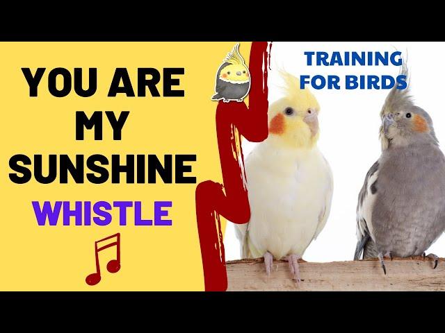 YOU ARE MY SUNSHINE with WHISTLE - Cockatiel Singing Training - Bird Whistling