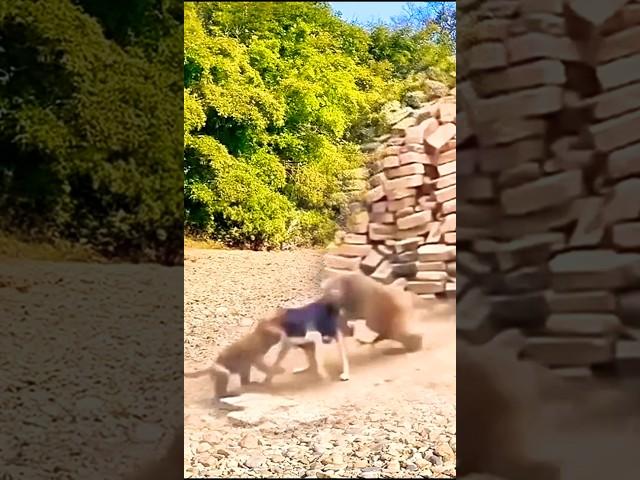 The Village's Cutest Dog: Confused Puppy Chooses Between Two Animals