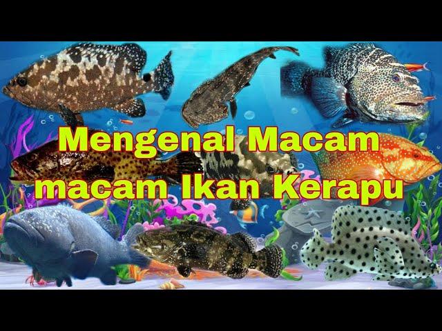 Mengenal Macam macam Ikan Kerapu