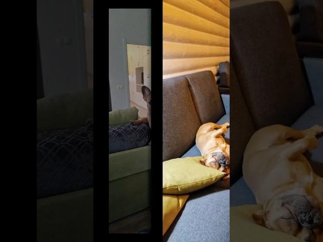 Конец бедной жизни  #собака #смешно #видео #богатство #life #dog #animals #art #lucu