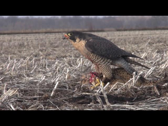 Pheasant hunting under thousands of snow geese