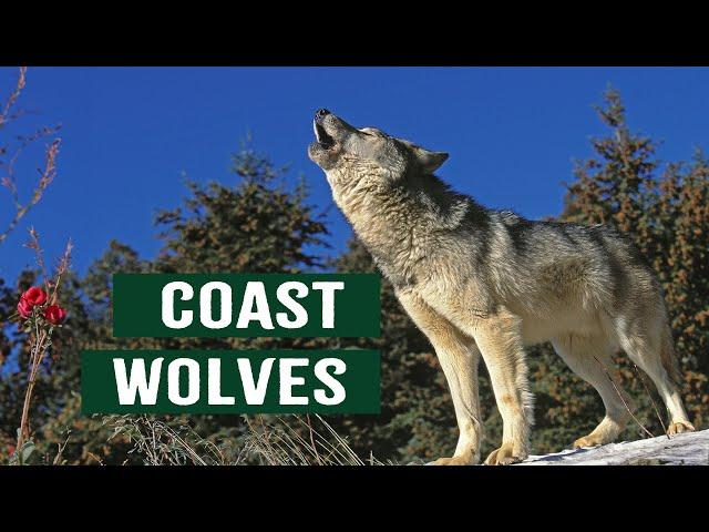 The Coastal Wolves of Canada