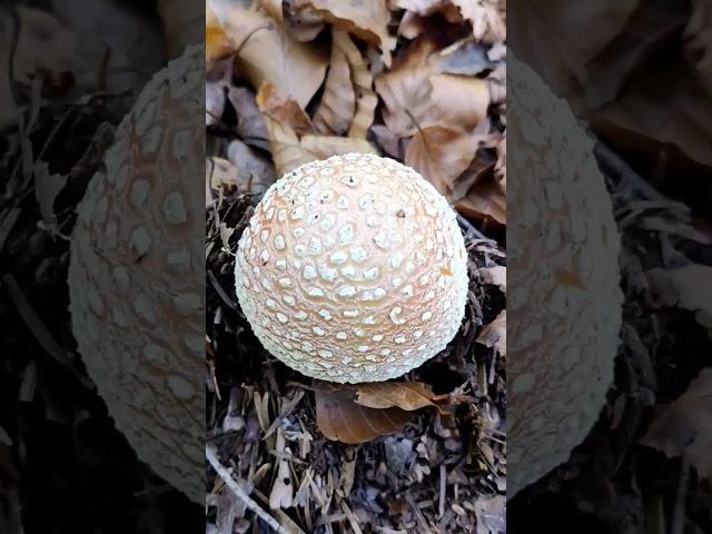 28 октомври 2024 г. Червена мухоморка,Amanita muscaria,слабоотровна лечебна гъба,мускарин,хиБългарка