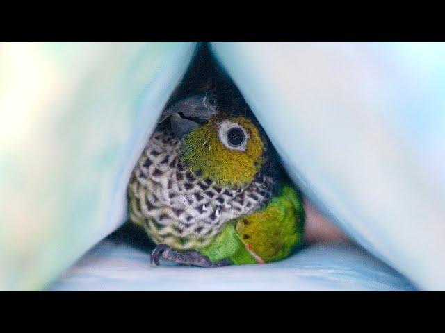 10 conure parrot sounds and what they mean | black capped conure, Sunny